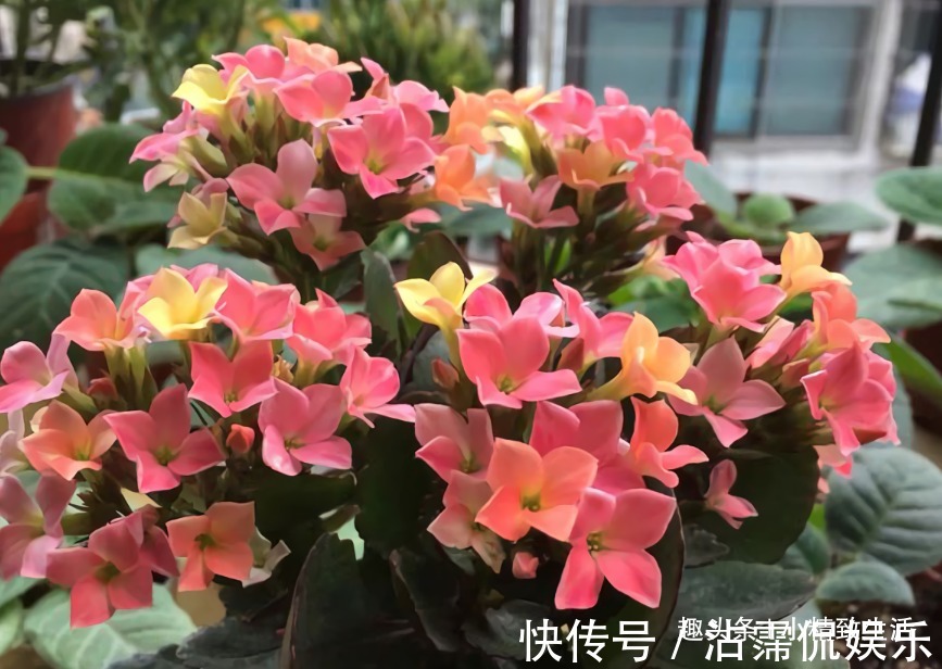 花芽|长寿花有2怕，8月要做这件事，做好了枝繁叶茂，花开不断