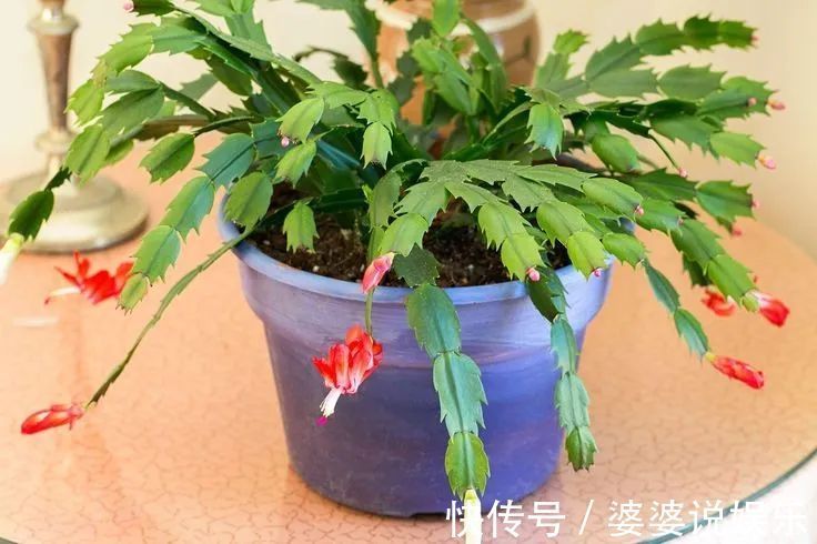 蟹爪兰简单扦插出几十盆,今后随便养,烂掉几棵也有底气