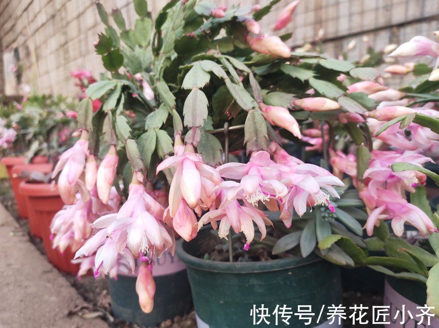 马上入冬了,长寿花和蟹爪兰要开花,掌握关键技巧才能开爆盆