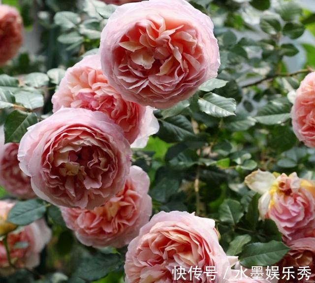 三楼|三楼奶奶不让我在一楼种花,事情解决了,出乎意料的让人难受