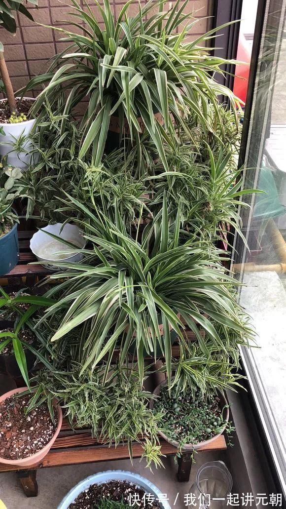 3种药片养花有“奇效”，浇水溶1片，叶绿根壮，比花肥厉害