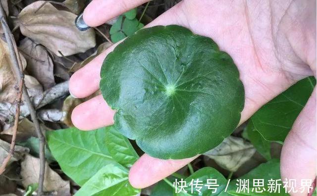 叶片|养铜钱草要“抓重点”，记住“2多1勤快”，叶子比硬币大2倍
