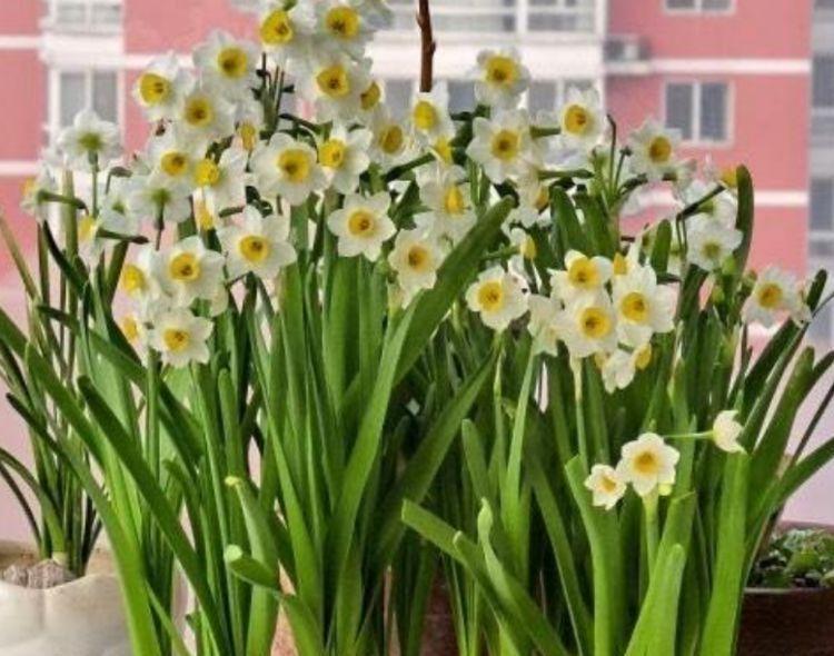 4种花超适合家养的，开花爆盆花期长，开起花来非常迷人