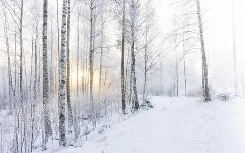 那场大雪|姚斌‖梦之雪