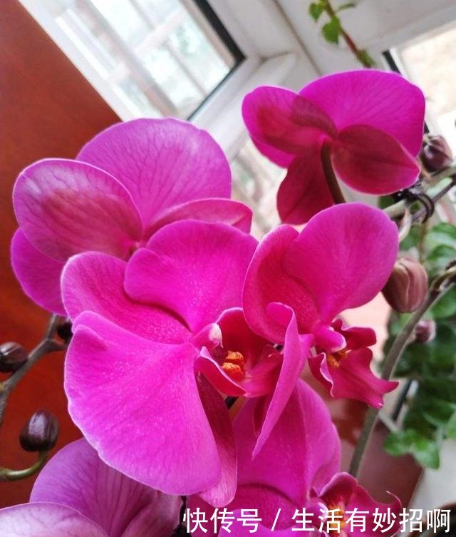 4种花,尽量不要在春天买,养不活还浪费钱!