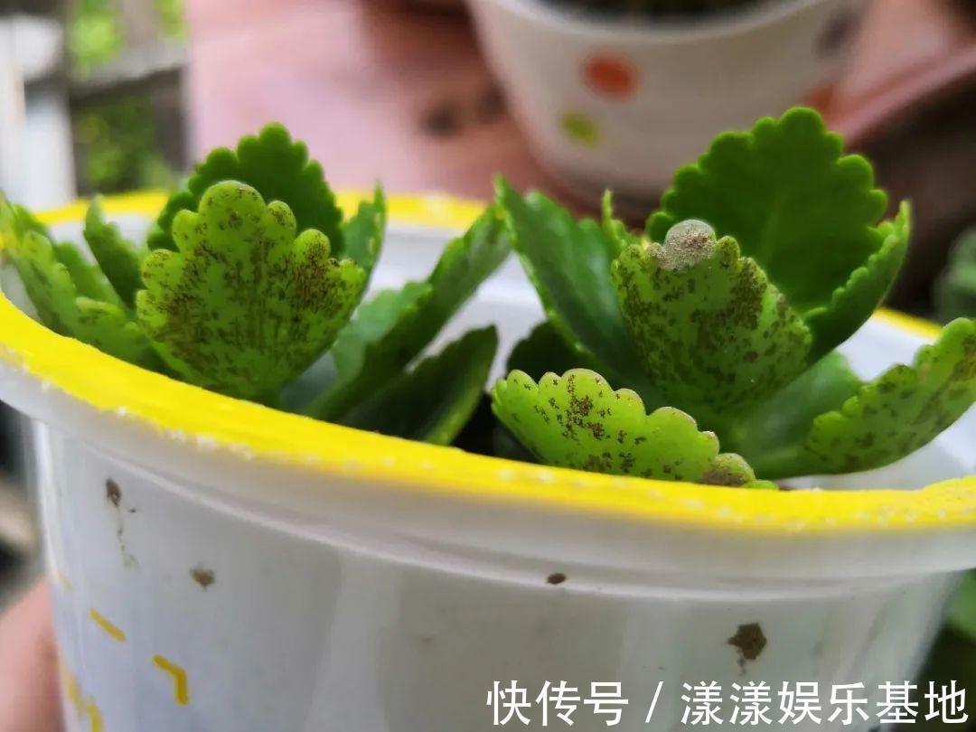 10种花要控水,天热反而不能浇,一浇水就死