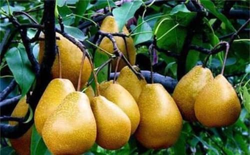 春天来了，不妨多吃以下食物，淡化色斑，滋养皮肤，保持卵巢