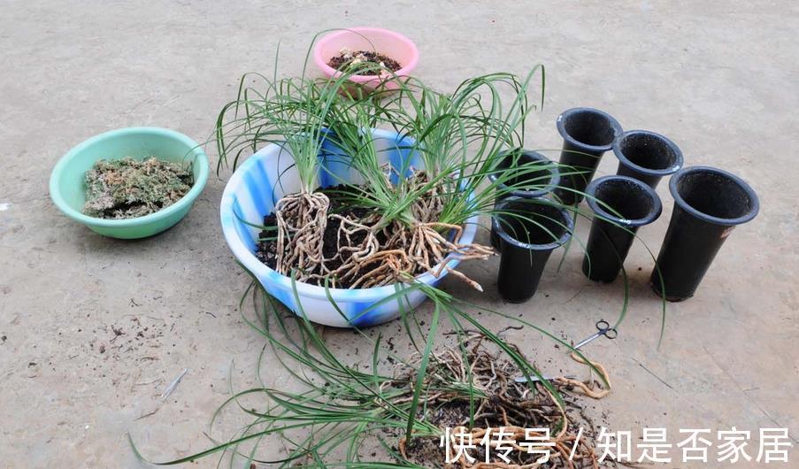 窍门|植物换盆有讲究!记住3个窍门,新手操作无需多担忧