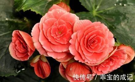 詹森|农历十一月大雪过后，养什么花？家里养3种花，身体健康幸福美好