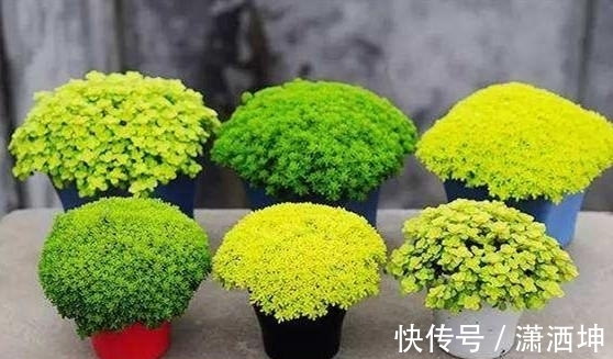 浇水|爱上多肉爱上生活,这7款寓意招财的品种,爱财之人都会养一盆