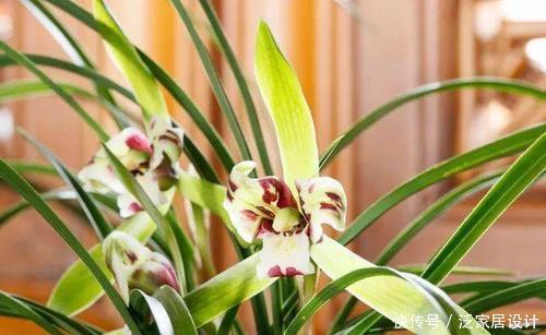 春天兰花苏醒后,掌握几个要点,生长进入“快车道”,清香小半年