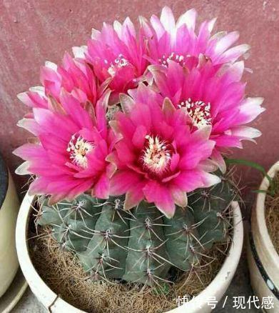 几款花卉超美的，全年开花不停，花朵烂漫迷人