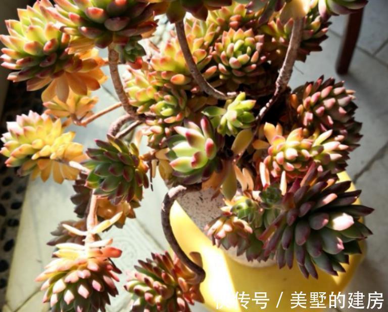 多肉状态为啥差别甚大,别家的肥美又鲜亮?被这3个原因耽误了