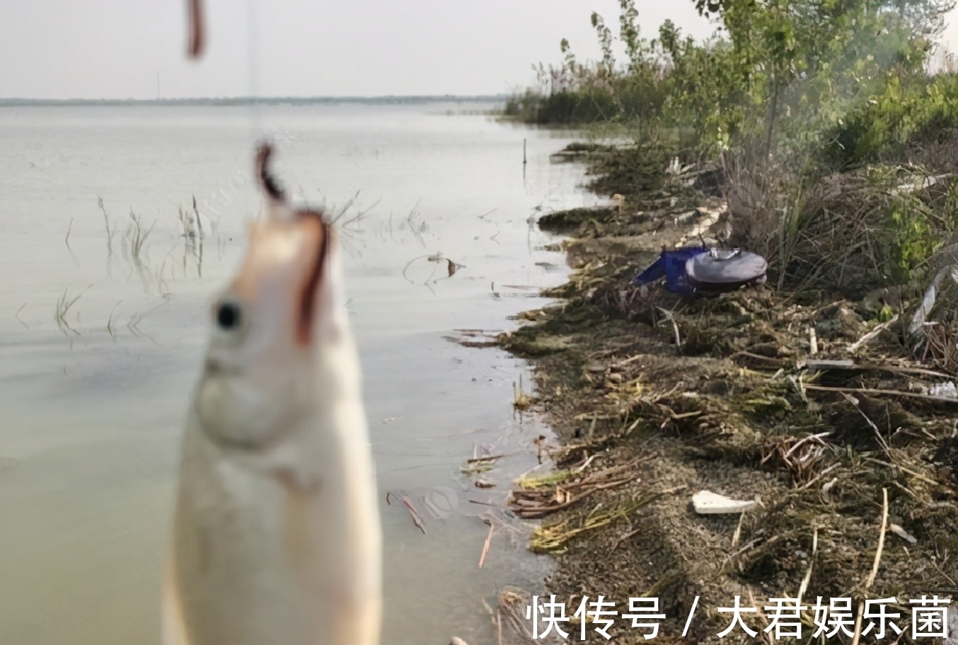 钓友|有人说“黑漂正口中死鱼，劝你收竿别犹豫”，到底是怎么回事？