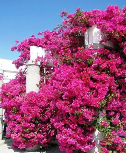 盆景|三角梅养成盆景又美又飒，爬成花墙热情浪漫，爆花成球秘诀在这