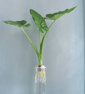 这种东西吃剩了不要扔，丢水里就能疯长，比滴水观音漂亮百倍