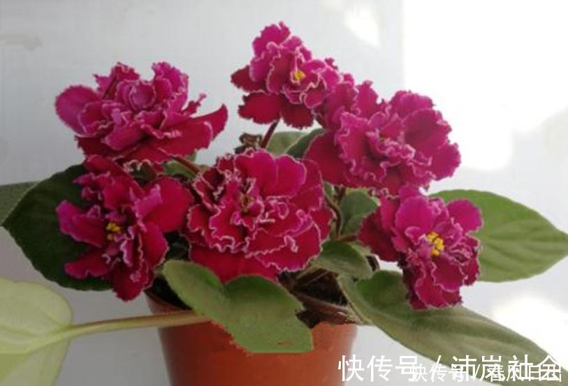 花卉|五种花一年到头开不停,四季天天有花看,叶美开花更漂亮