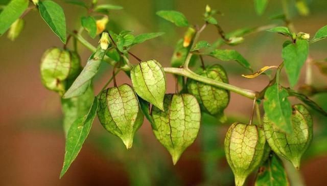 没吃过|全球最稀有的5种水果,先别说吃没吃过,你见过吗