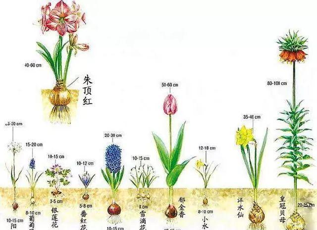 仙客来|想要养好球根花卉,这4点要注意,赶紧学起来,每年都可以开花
