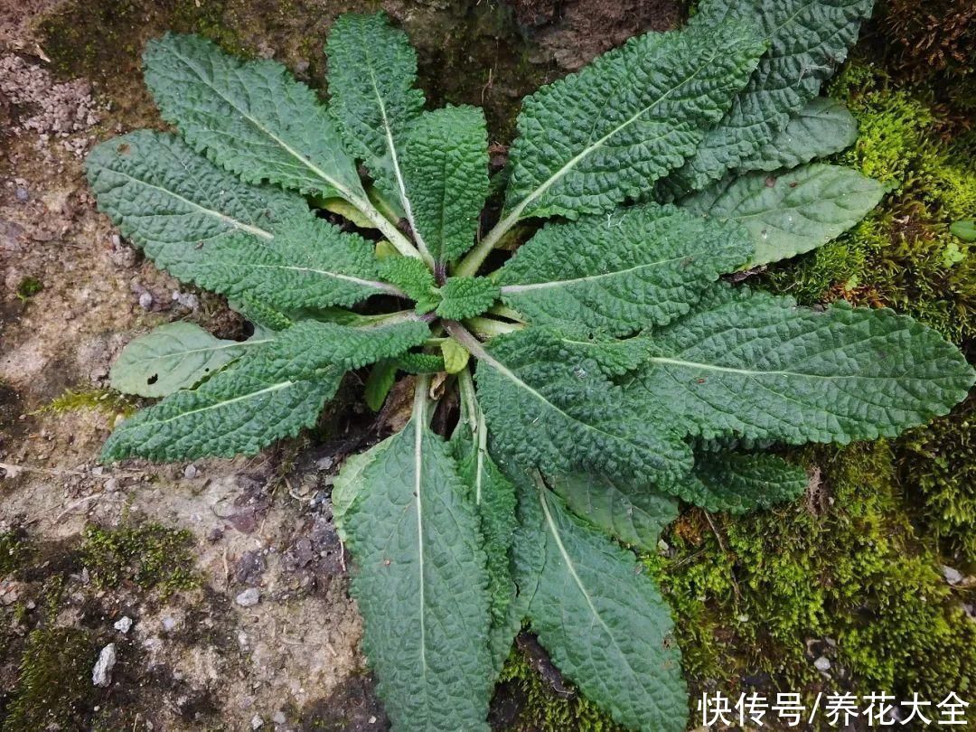 农村8种草，是“下火”药草，现在越挖越少