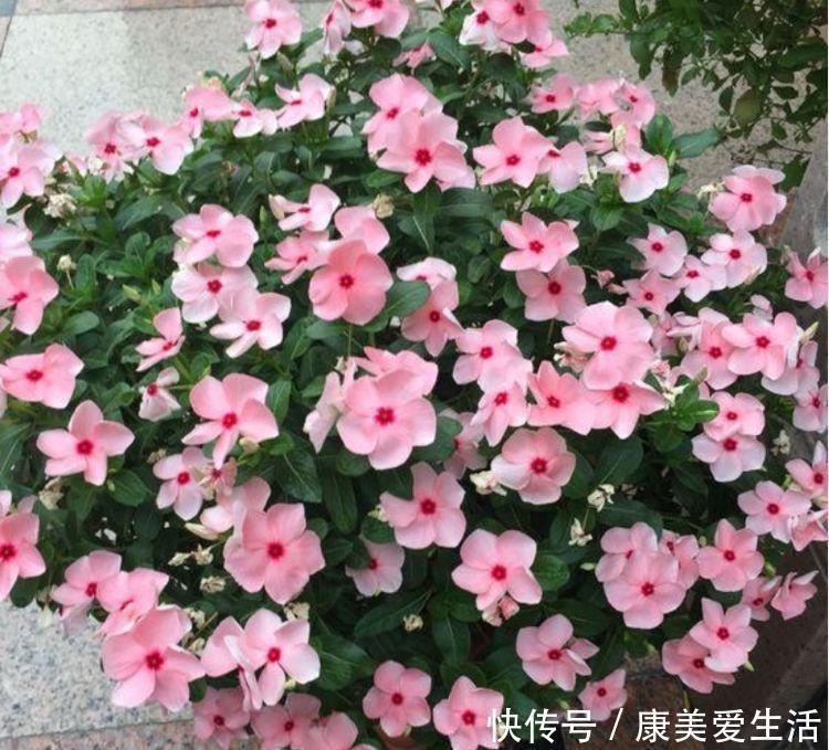 4种花漂亮又好养,比牡丹好看,养上一盆四季欣赏,好养活还不贵