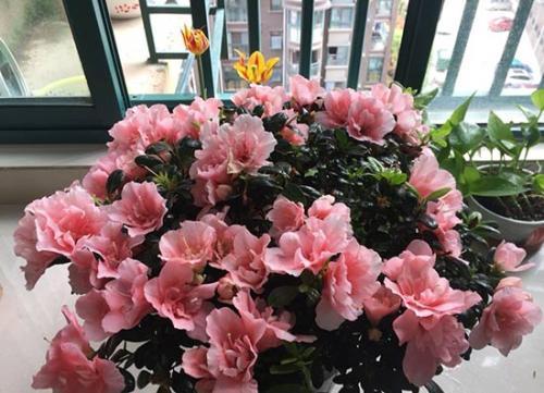 养杜鹃花，掌握几个要点，花大色艳，叶片翠绿，花开满枝头
