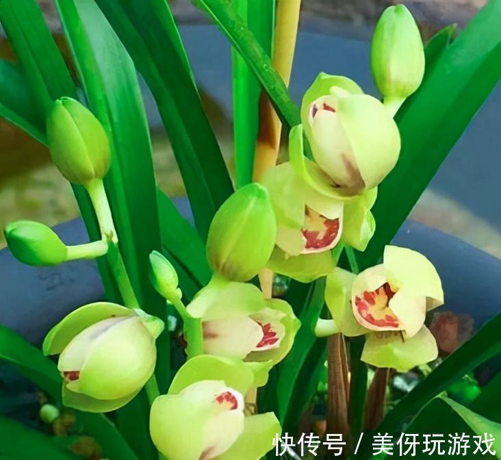 兰花瓣型详细解说,快来瞧瞧您养的兰花是什么瓣型吧