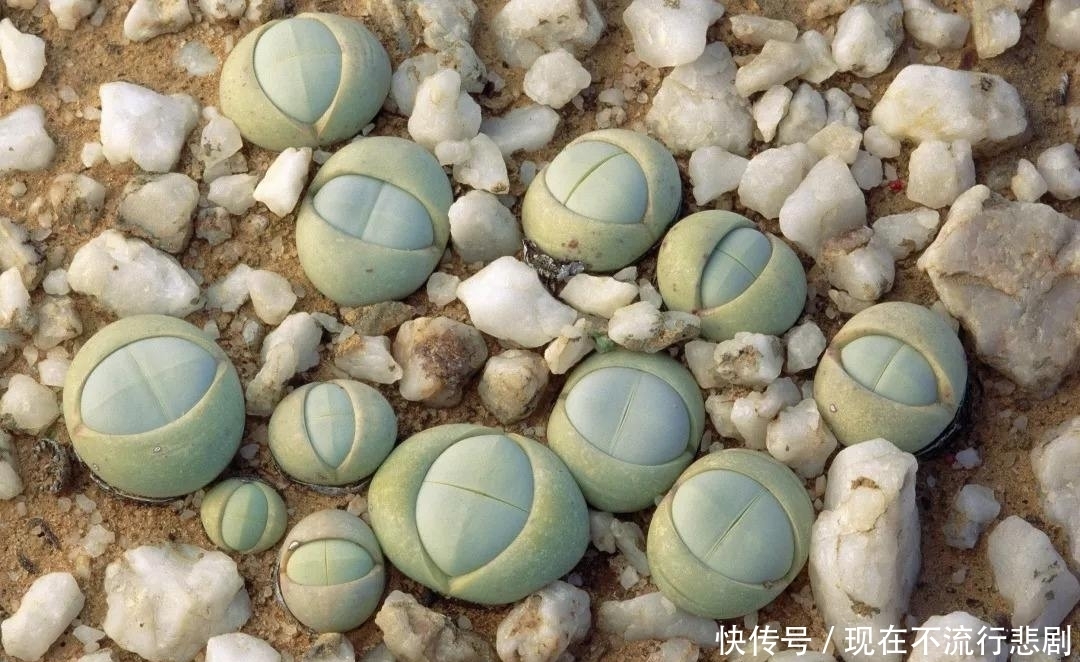 南非的“多肉”沙漠,平时黄沙遍地,每年有一个月却鲜花遍地!