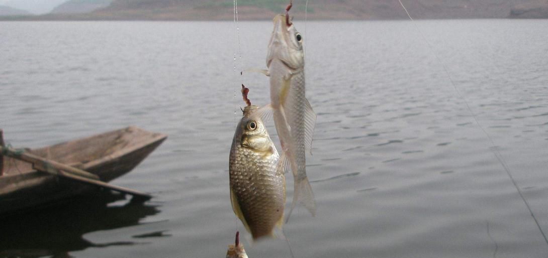 台钓钓鱼的时候,有什么办法让双钩同时中鱼办法是有,但不敢用