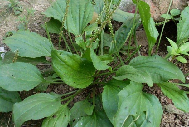 乳腺炎|农村喂猪的野菜，可治痛经，防治疾病，防乳腺炎，你认识吗