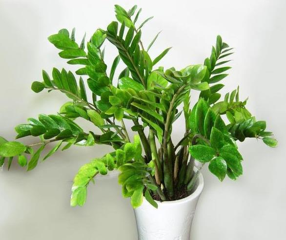 漂亮|6种漂亮花,自带“储水器”,一个月不浇水,旱不死,不妨碍开花