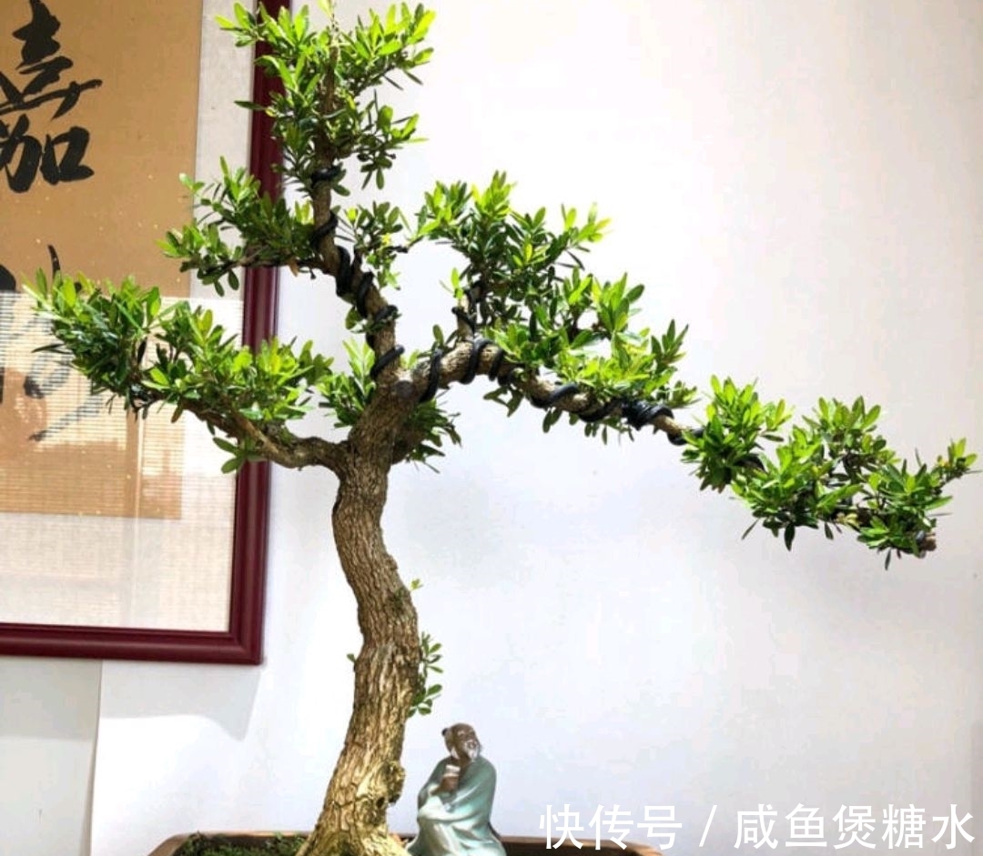 栽培|黄杨盆景一直不旺,啥原因?怎样解决?