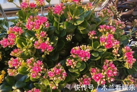 花期|长寿花“开败了”,花期没结束,剪几刀、加点“肥”,30天又开