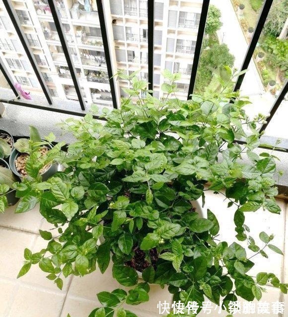 浇水|养茉莉,记住5点“疯狂”,一年开5茬,花开爆盆不是事