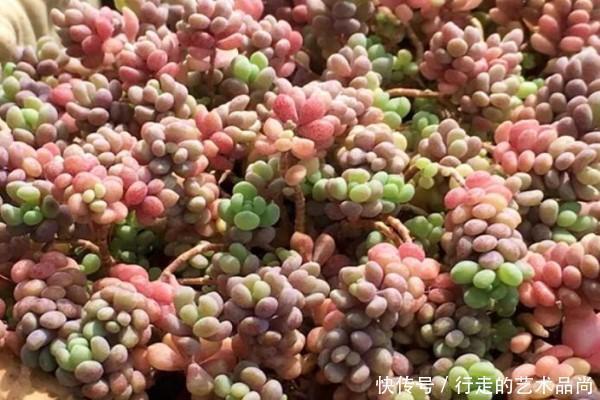 多肉十大美人,太阳一晒脸就红,胖成球的最好看!