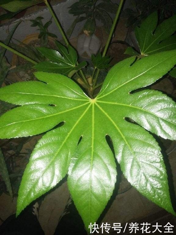 八角|家里养盆“八角金盘”,净化空气效果好,满屋子生机盎然