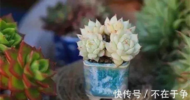 白美人|“拇指大”的花盆，被她塞了几十棵多肉，养一年都不是事！