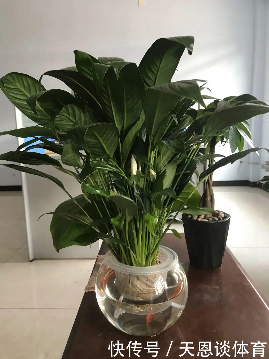 烂根|最难养的7种花,丢水里反而蹭蹭长,根系长满瓶!