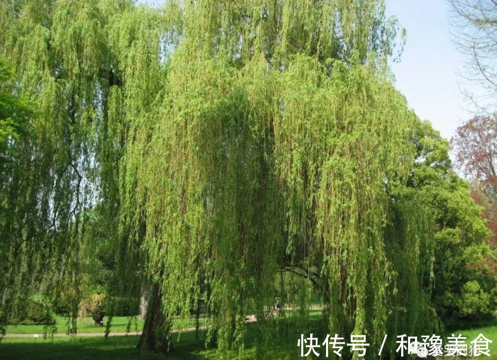 诗人#曾巩的咏物诗别具一格,这首经典的《咏柳》,每一句都有深意