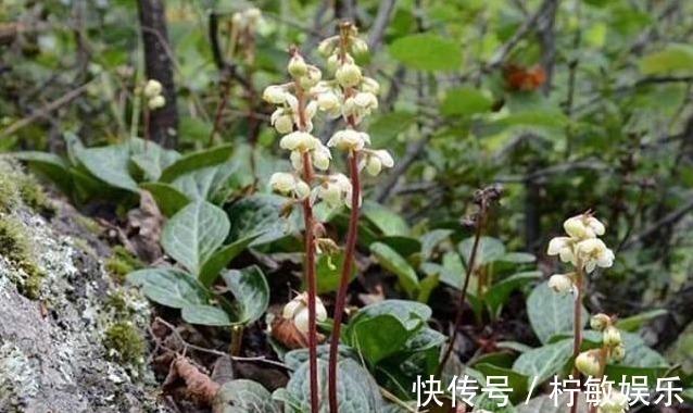 中草药|俗称“鹿蹄草”,野生可遇不可求,男人吃了身体好