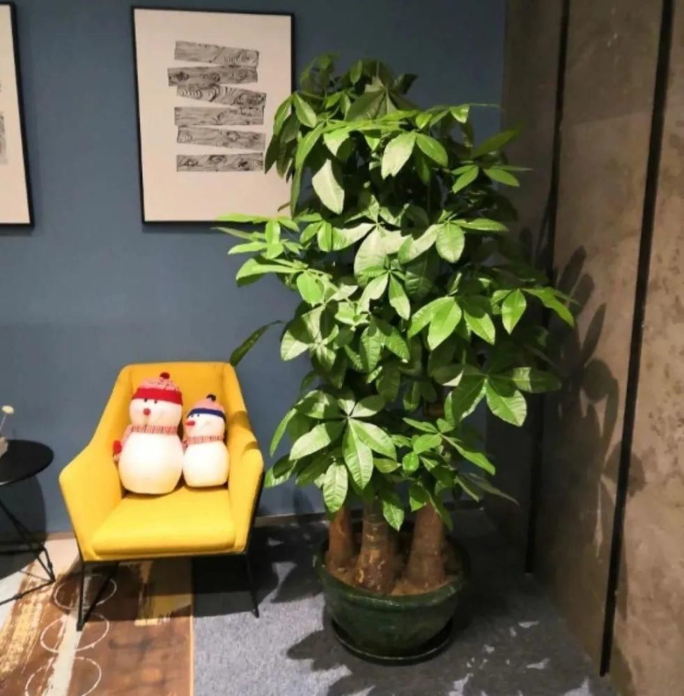 5度以下，常见的21种花必须断水，不然都烂根了