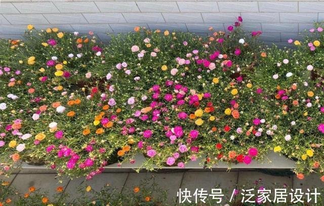 庭院|易泛滥的三种花,看起来却很“可爱”,想养考虑好,别上当