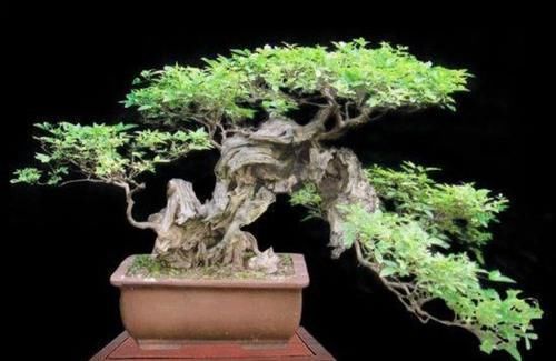 树桩|山上的“黄荆疙瘩”,做成盆景,古朴苍劲枝叶扶疏,观赏性强