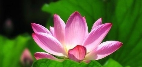 红蕖&荷花有33个名字,不说不知道,12首经典古诗词,都是写荷花的