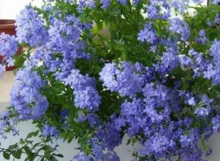 家养几种植物,花朵粉嫩丰腴,绚丽夺目,颜值超高的