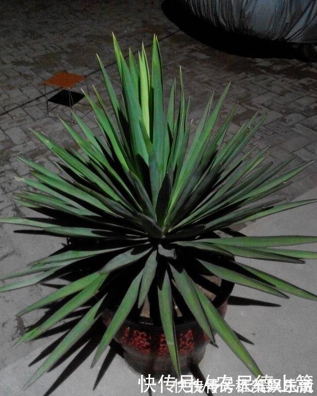 盆景|过年这些植物不要摆放在客厅，要记住了哦