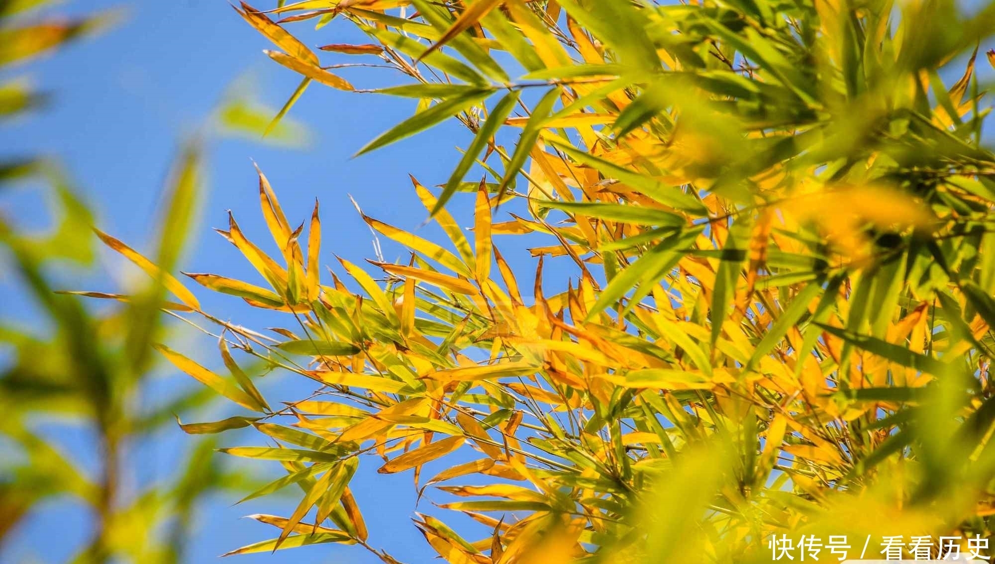 漂亮|淡蓝天空下色彩动人的黄竹叶，初冬时节的乡村景色非常漂亮