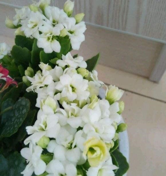 75个长寿花品种，一个比一个美，一起来认识一下吧！