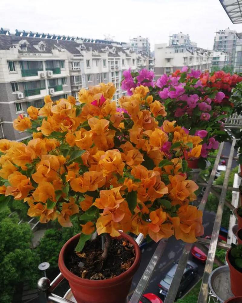 三角梅养不好?3种肥料不能少,一种促花,一种绿叶,一种壮根