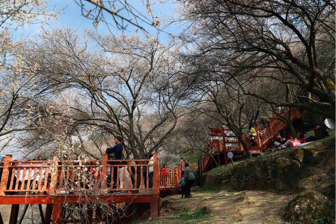 印象梅林|四川平武印象梅林获评国家4A级风景区 景区梅文化延续600年